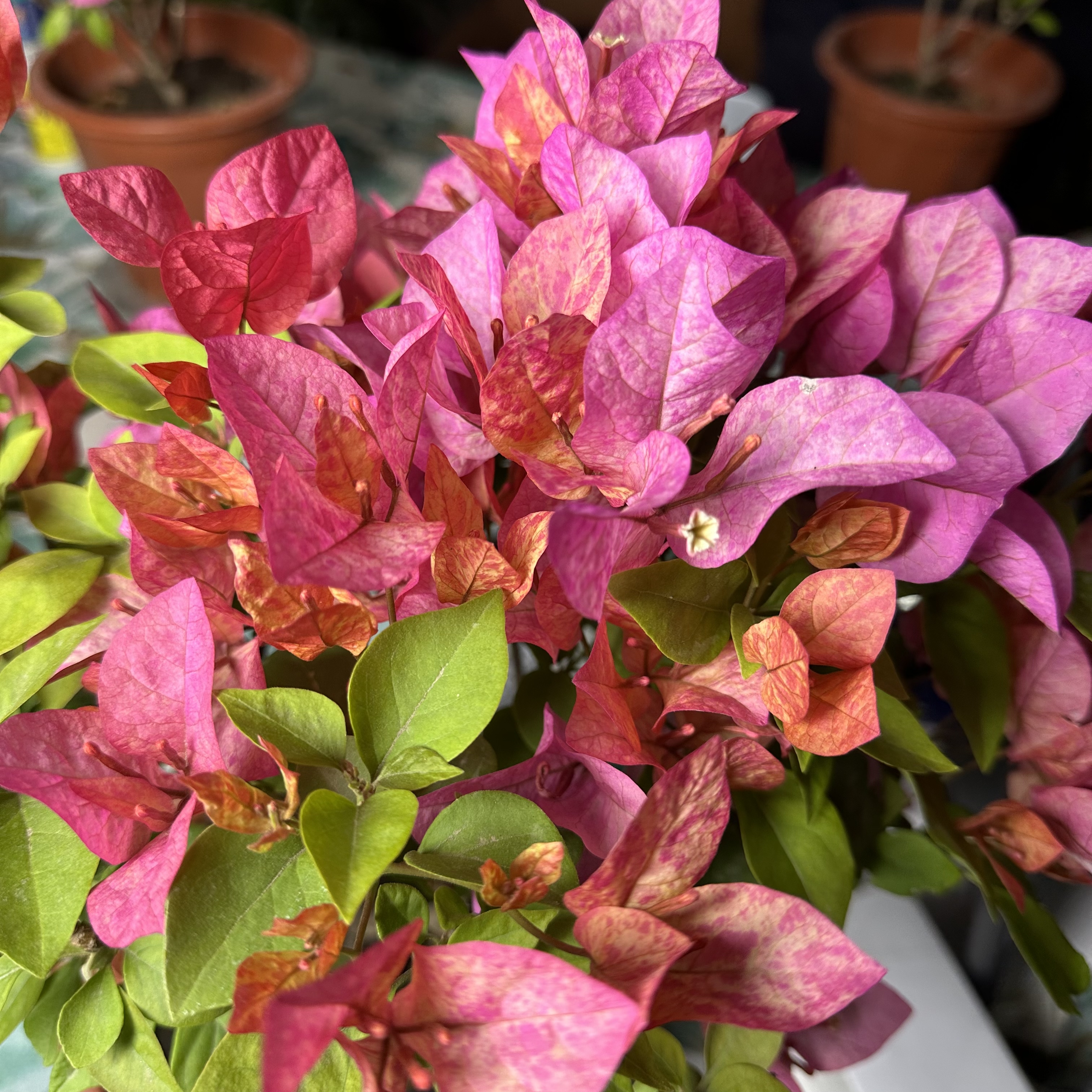 【新疆包邮】水九月