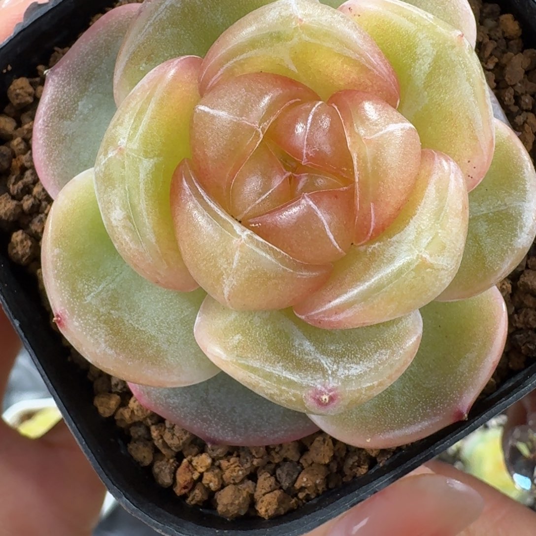 1211-56-图图单头一颗多肉