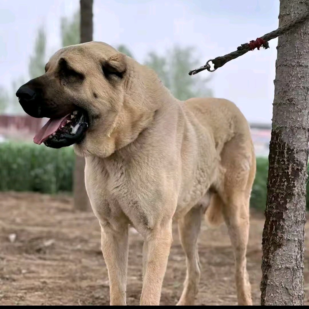土耳其坎高犬幼犬