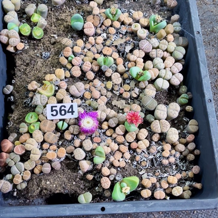 564 生石花一物一图如图