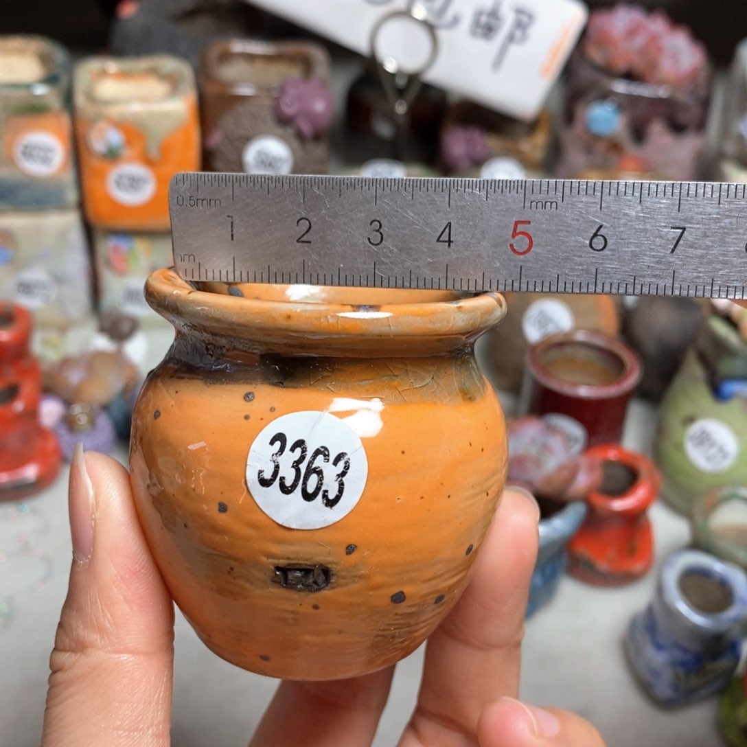 花盆拍5送一个小礼物