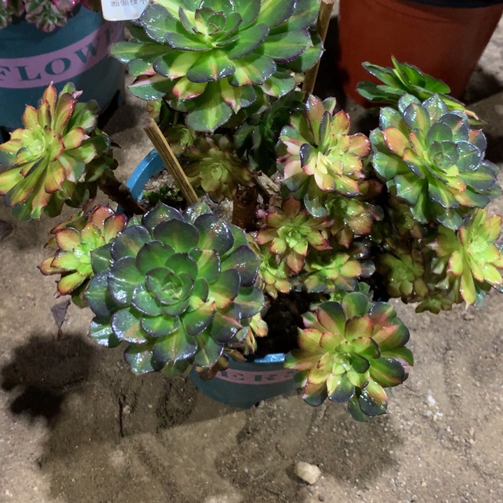 642海王七彩多肉植物特价