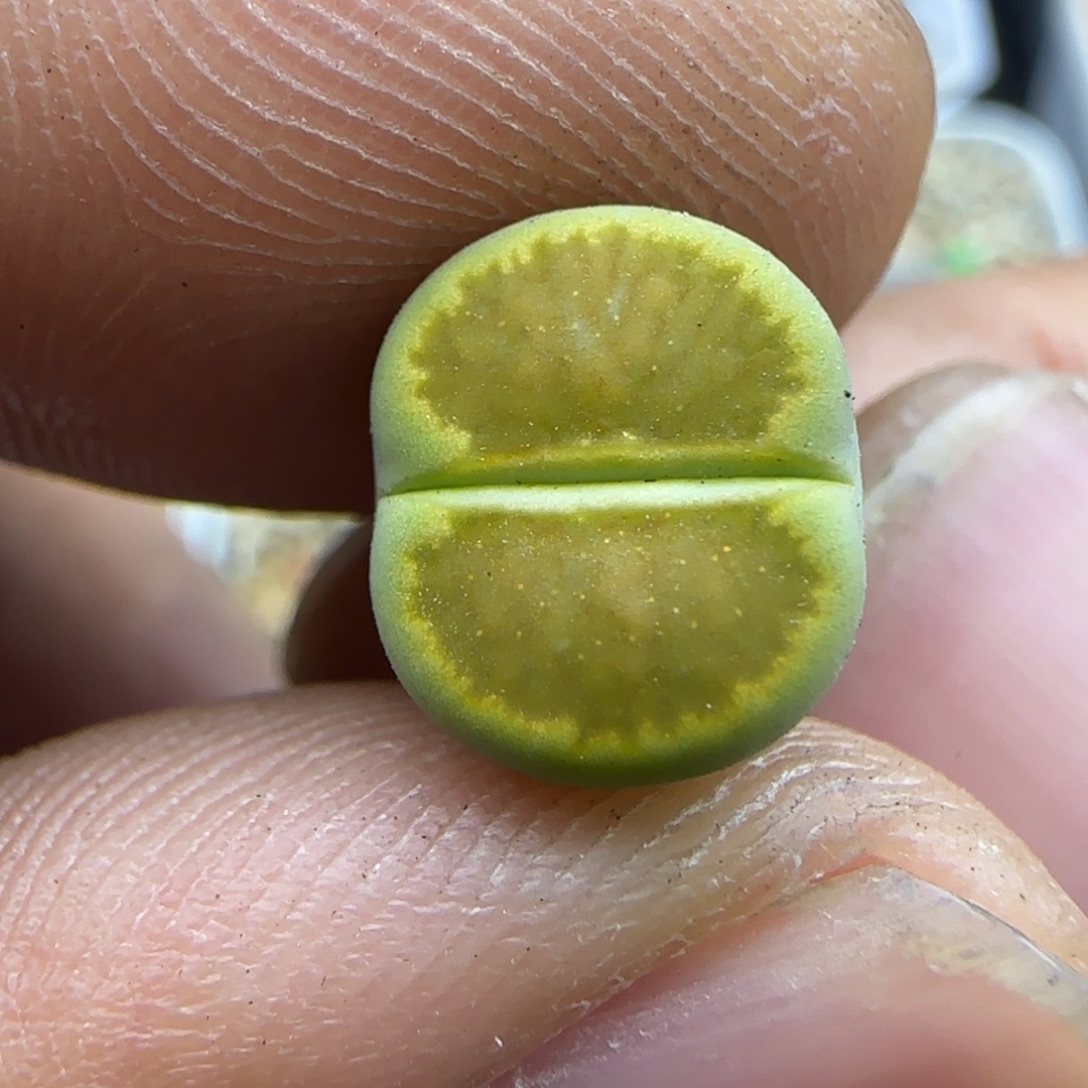 310 生石花大棚直播