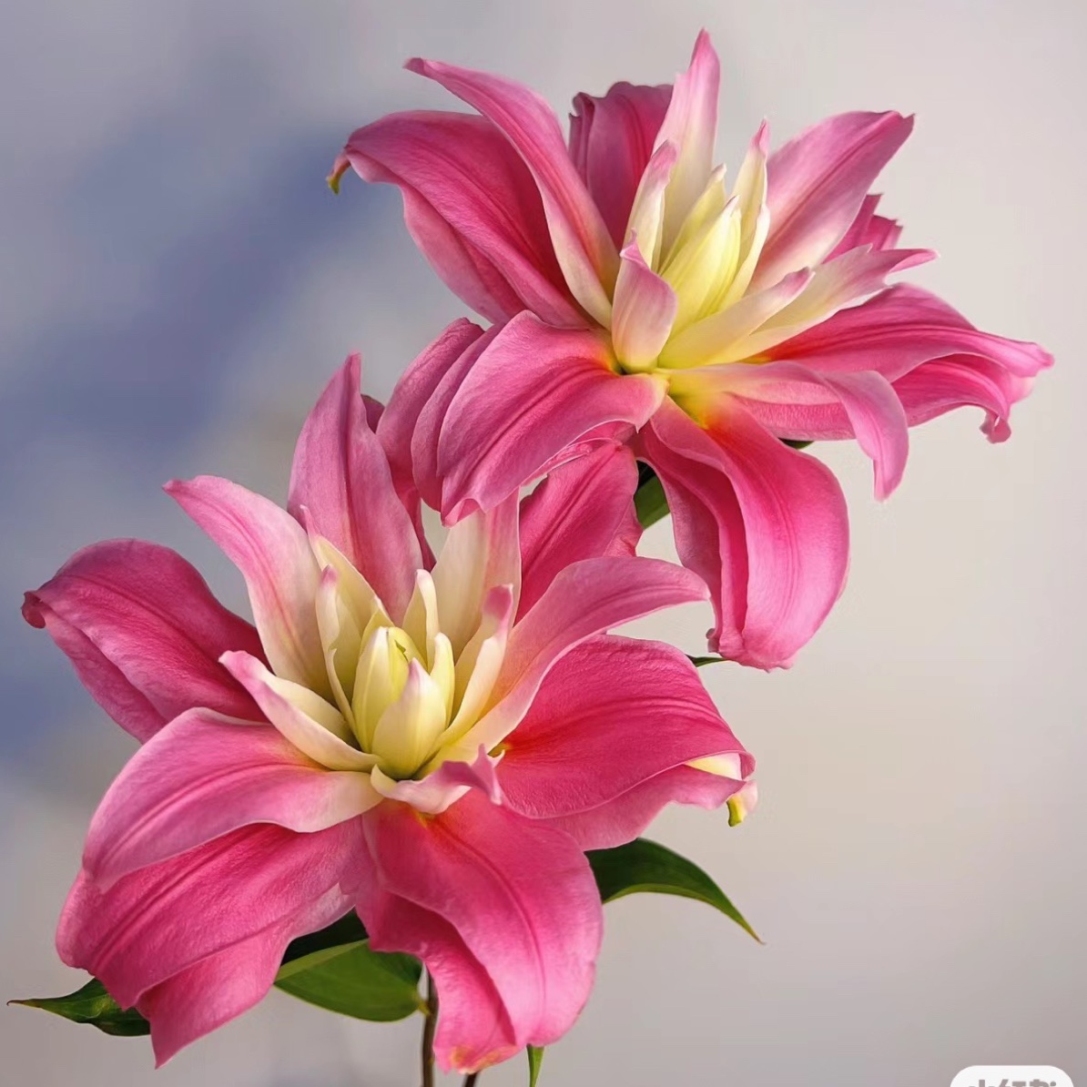 【红丝带】20+规格球大花浓香重瓣百合四季可种庭院阳台