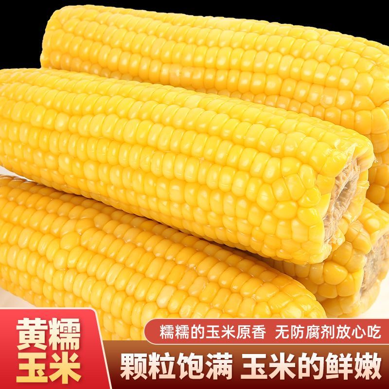 【试吃2根】东北黄糯玉米香甜软糯真空装早餐代餐240-350克*8根