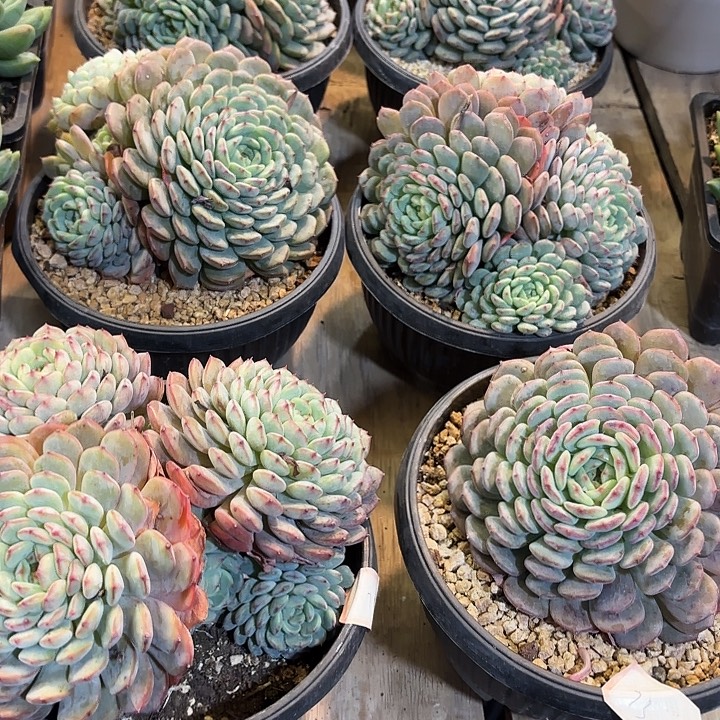 白胖子群生精品多肉