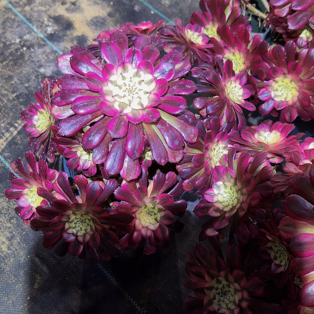 多肉植物红铜白老庄