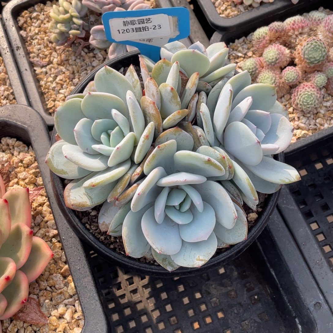 1203-23-四头韩版奶茶一刻