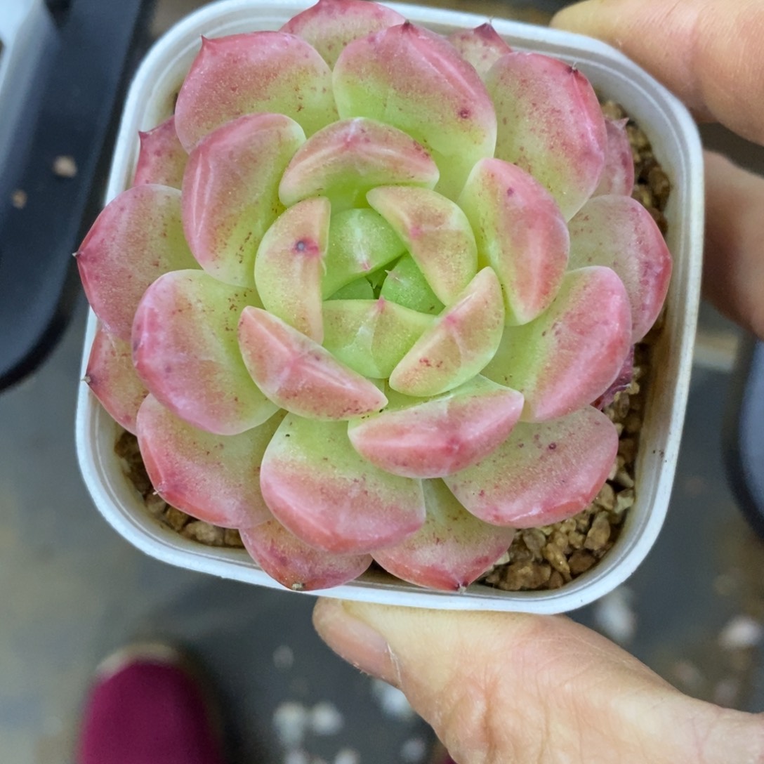 精品多肉一物一拍不包整152