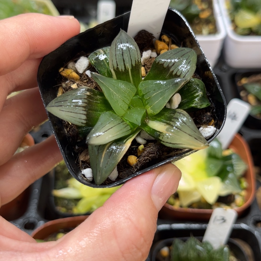 24红纹寿锦一物一拍