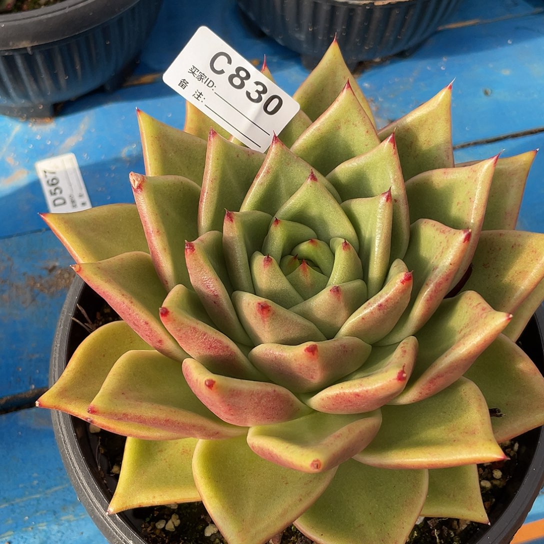 若如东云单拍C830