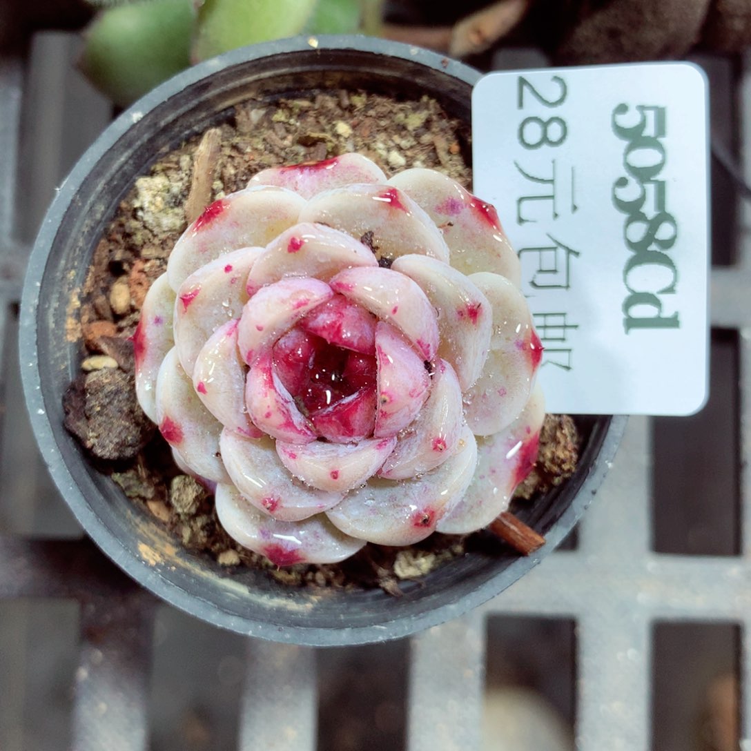 5厘米盆精控多肉5058