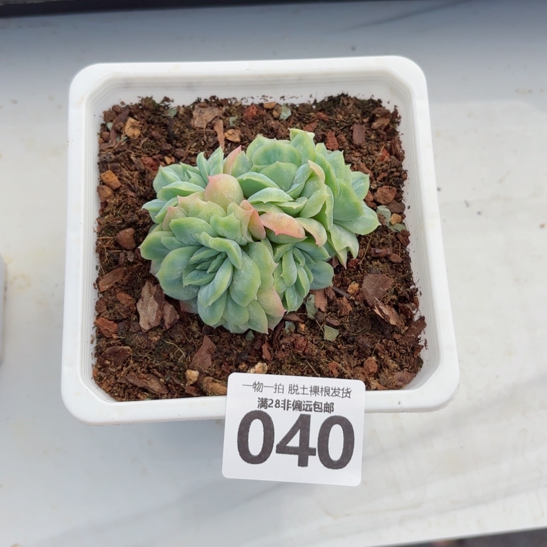 泡泡纱裙无盆土发货