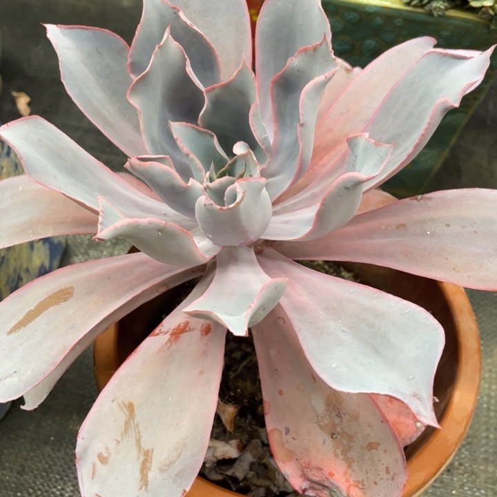 弥鹿之森一物一拍