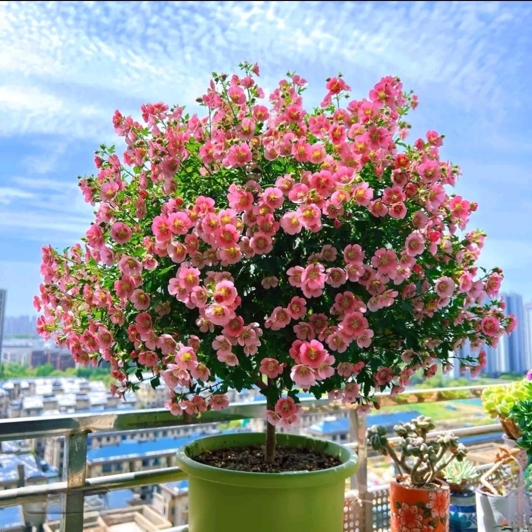 小木槿花苗盆栽棒棒糖阳台庭院花园耐热花卉植物四季室内花苞爆盆