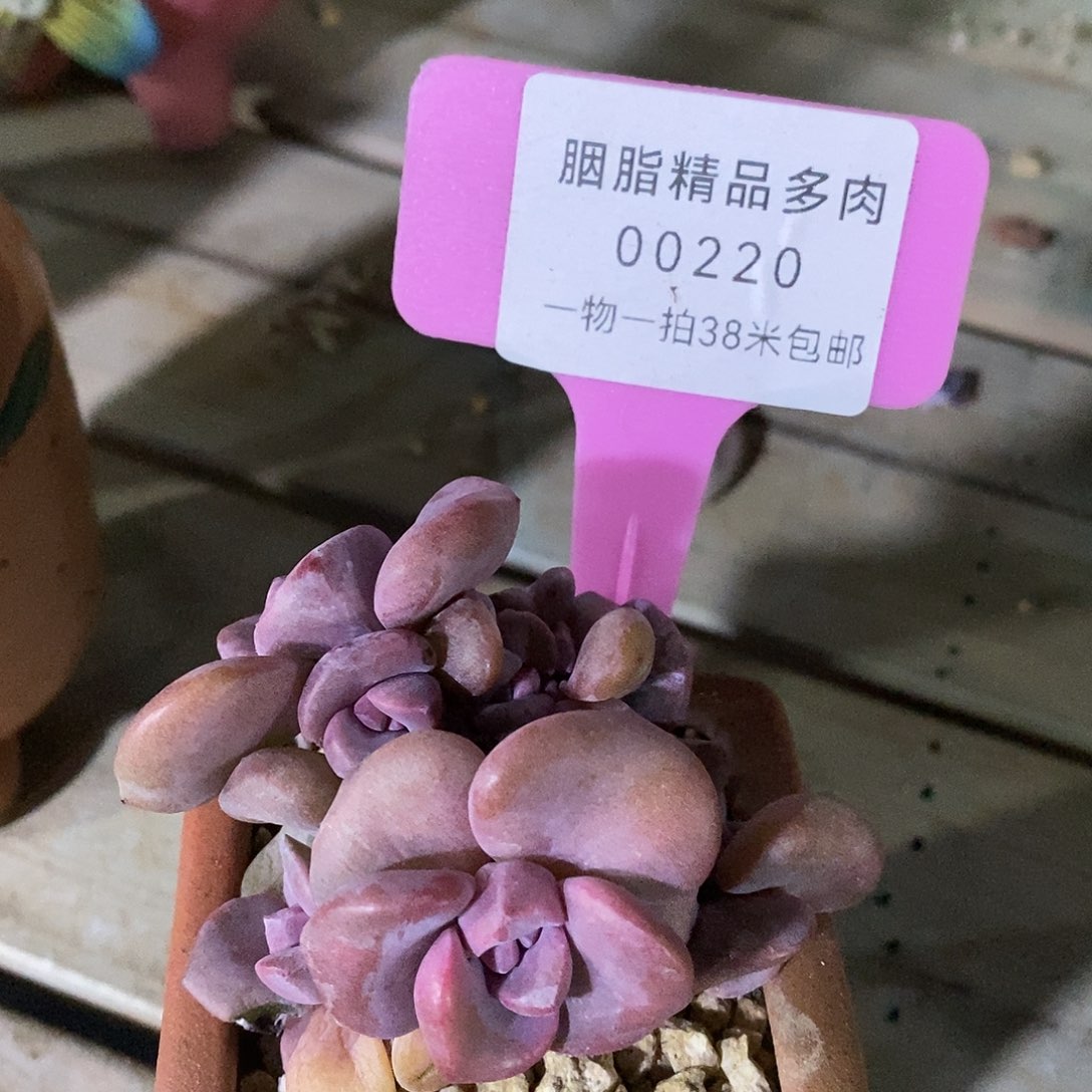 00220安宇刘Tom小雨