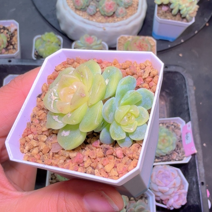 三***店无尽灯多肉特价福利