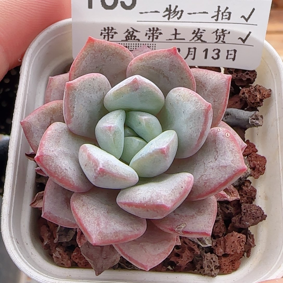 多肉0813-163龙沙宝石