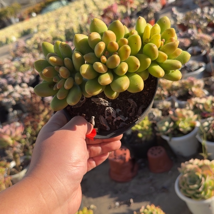 金蝉控养三头老桩