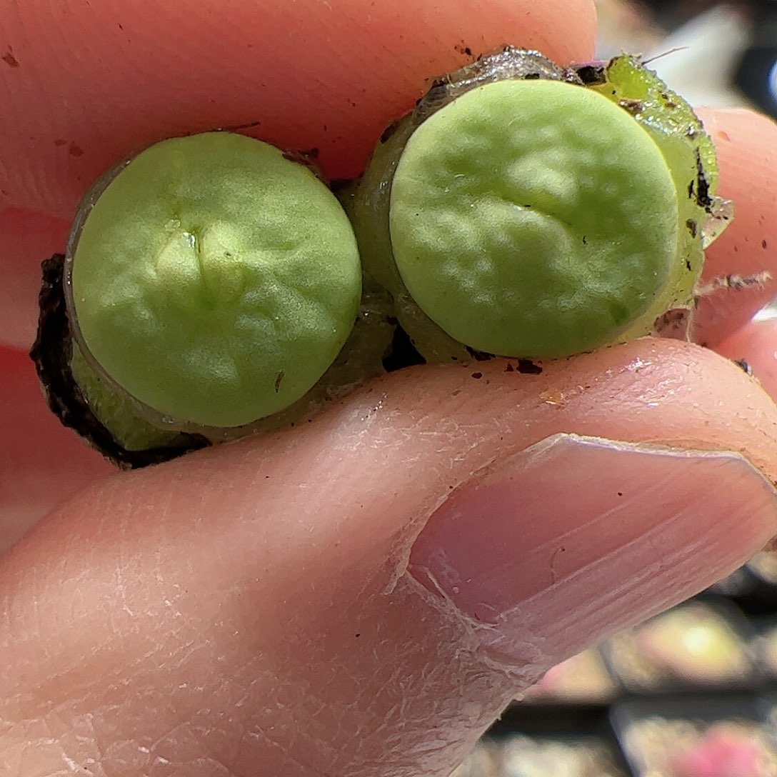 【闪购商品】149嘟嘴红嘴