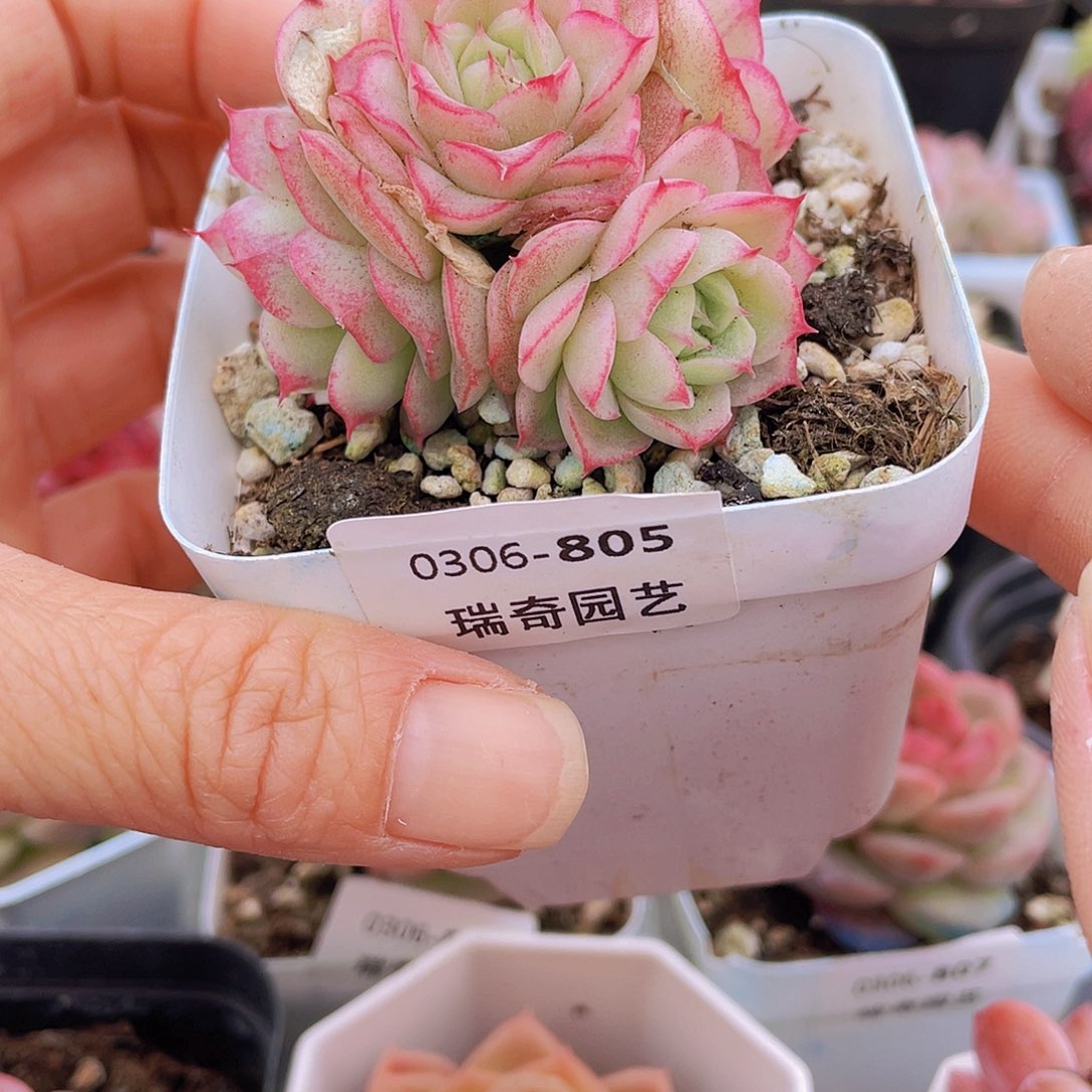 0000000000000805量拍