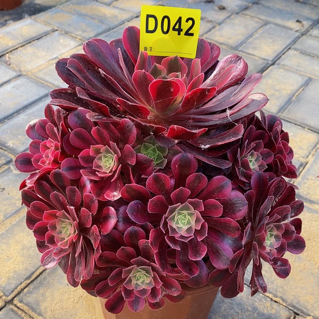 042美杜莎4444444444