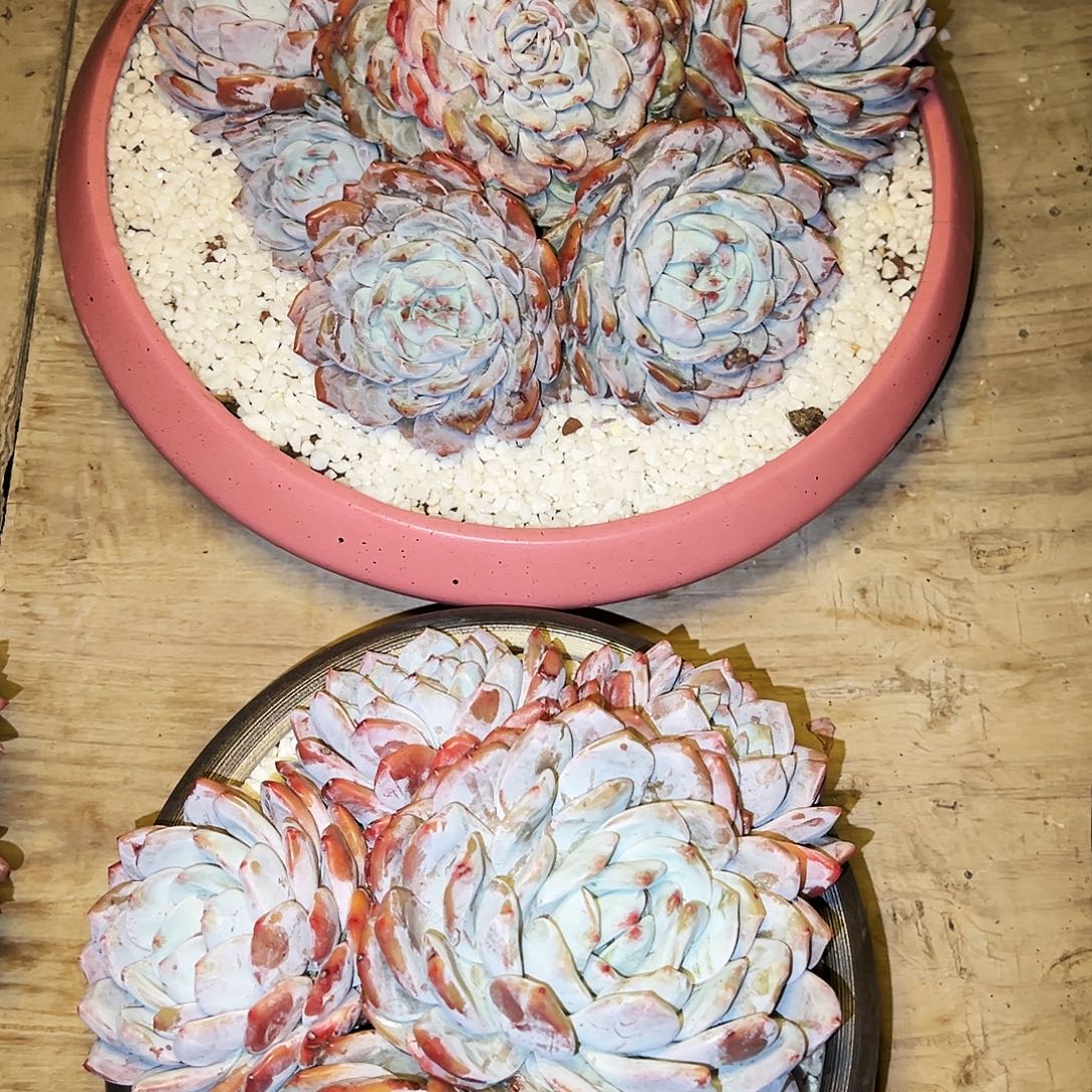 橙子买一颗送一颗发物流