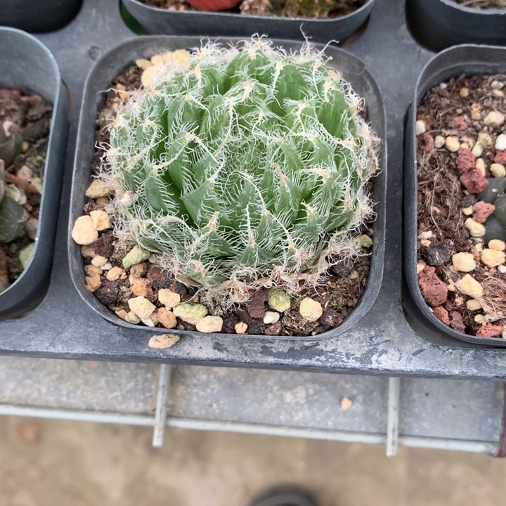 酱***麦钢丝球，带盆土发货了