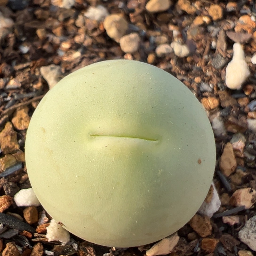 24多肉植物百科鸽子蛋