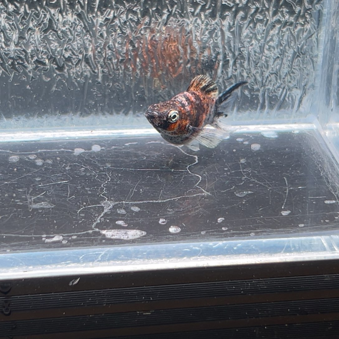 孔雀鱼玛丽鱼一条虎皮油画母