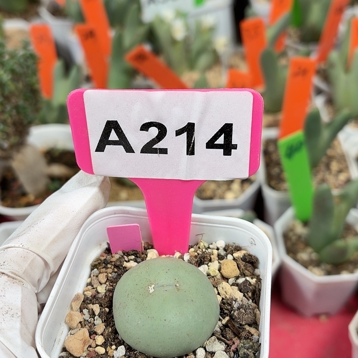 胖****214mmmnnnnnnnnnnnn