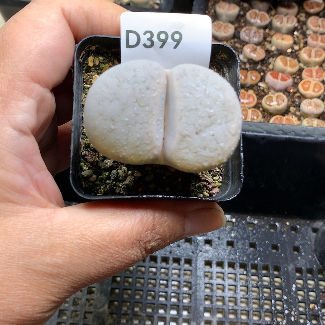 D399多肉植物保护