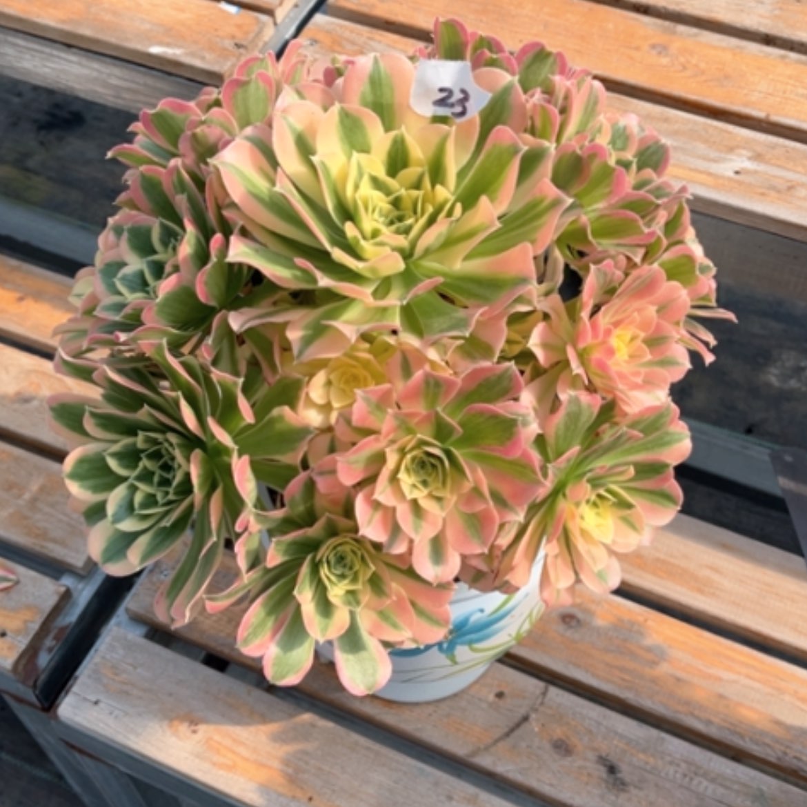 【闪购商品】23白凤多肉法师