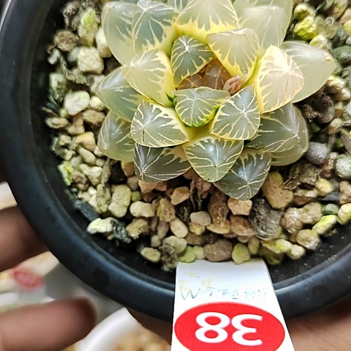 38号糊斑OM锦 5.2厘米左右一物一拍带盆