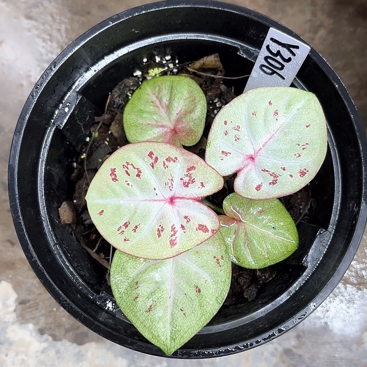 306-0210伊甸园彩叶芋广东现货