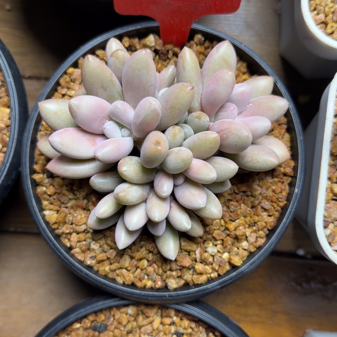 原始虞美人111111111111111