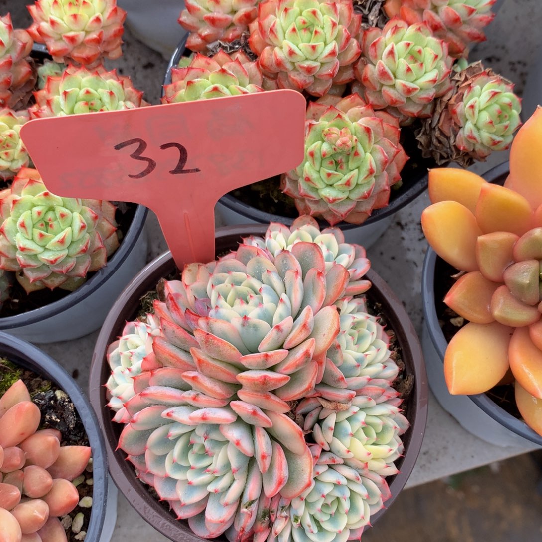 籍脸锦6262626626267