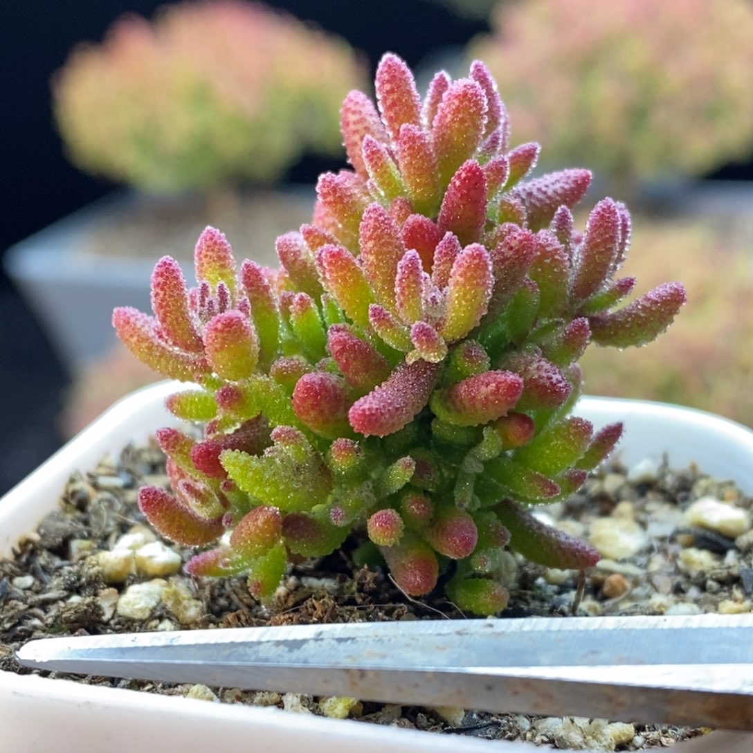 908新品红麒麟。         