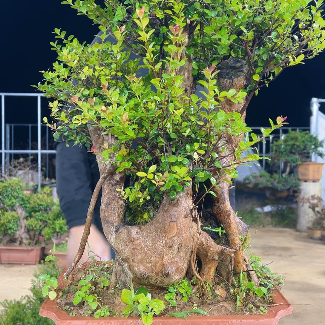 以实际为准山采红芽赤楠