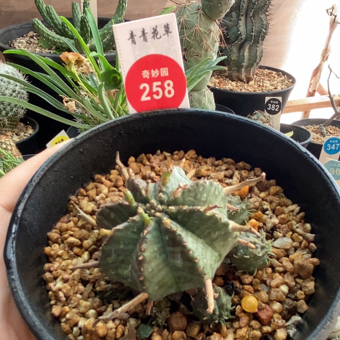 法利达群一棵仙人球