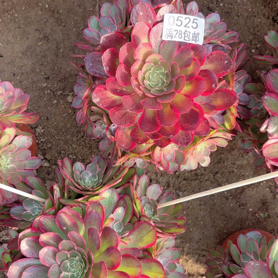 K.   0525粉花妖多肉