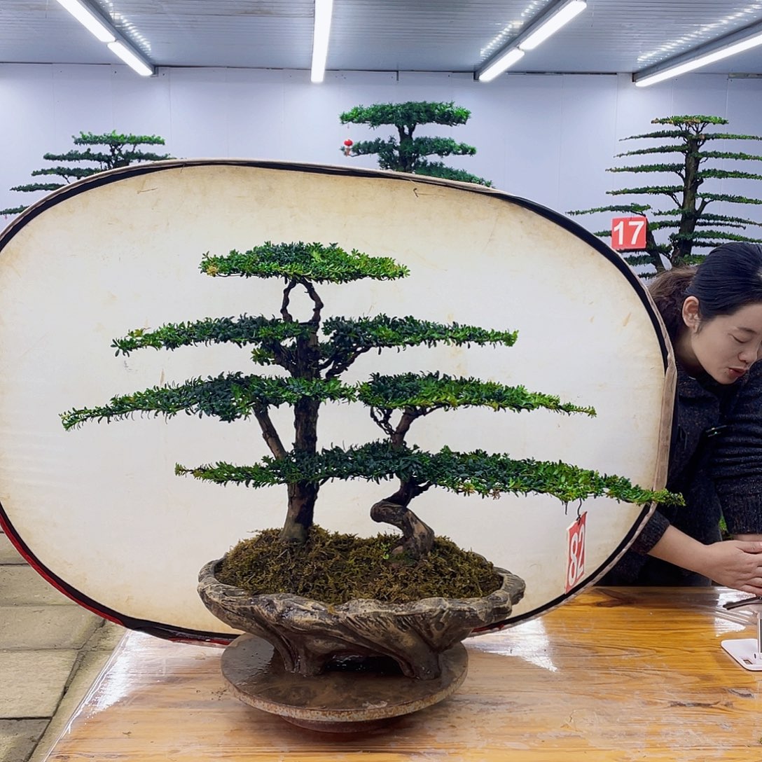 无花朵盆景直播间一物一拍