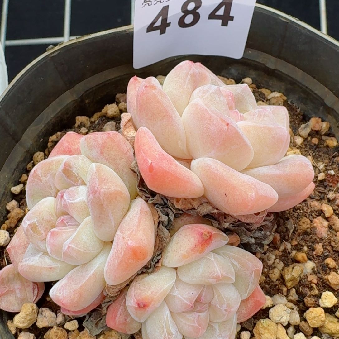 冰玉福利         精品多肉