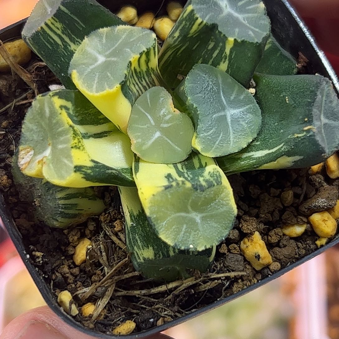 玉龙万象锦十二卷多肉植物