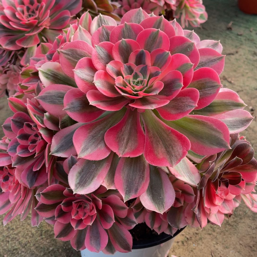 675粉女巫精品法师多肉