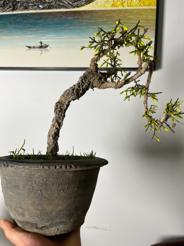 九寨老桩迎春盆景