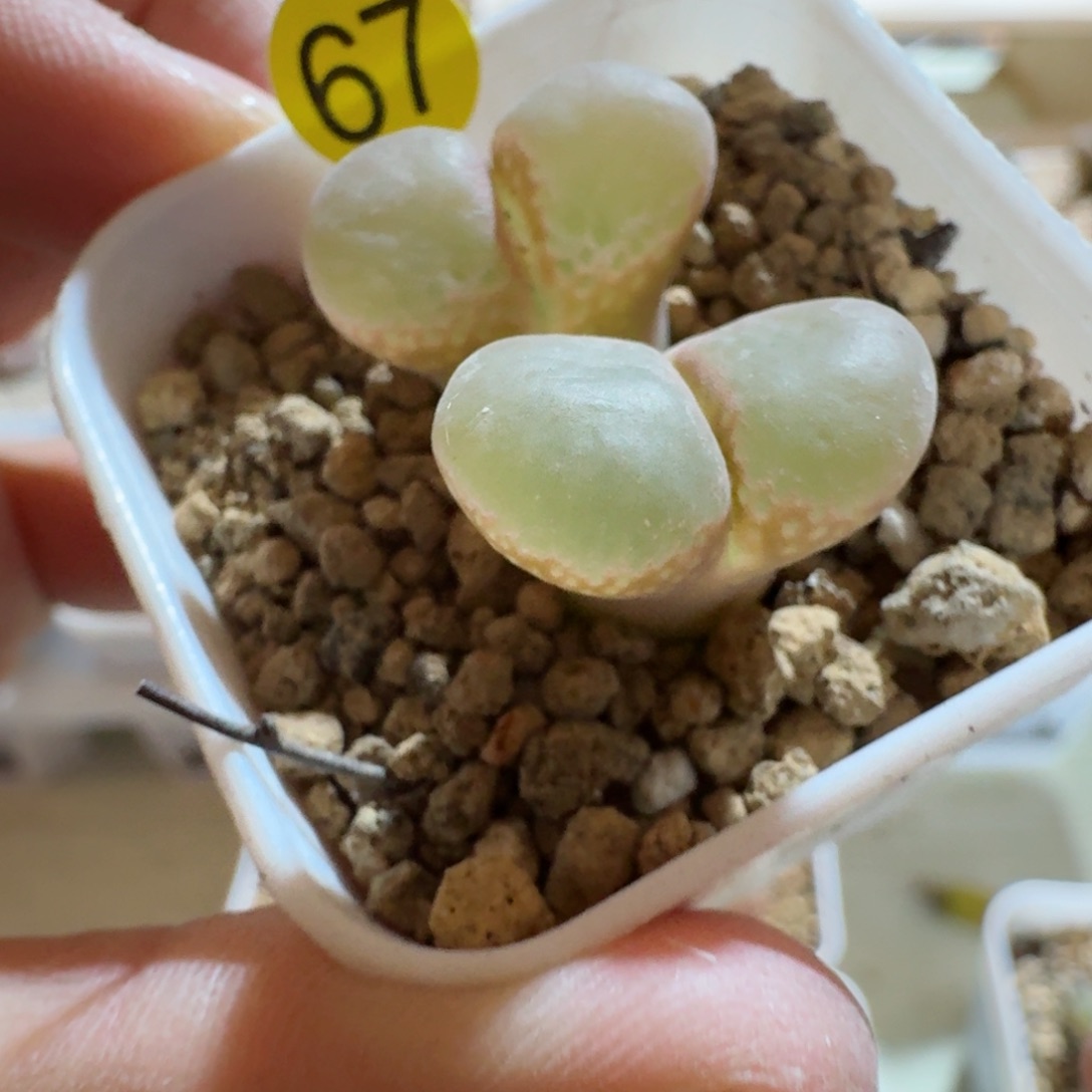 67.......多肉.......