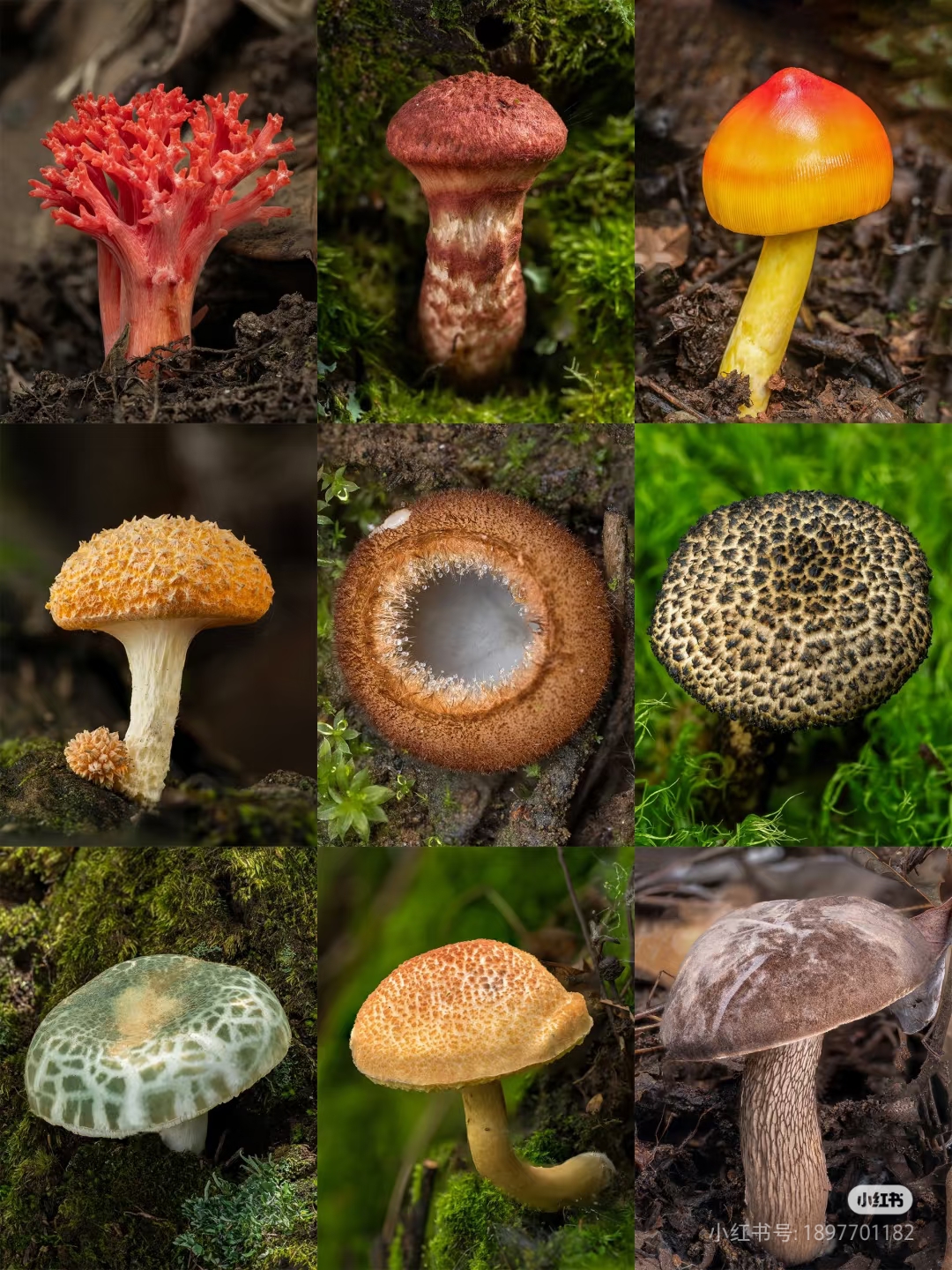 1【土特产-H-B】净含量3g-100g【金金现收】