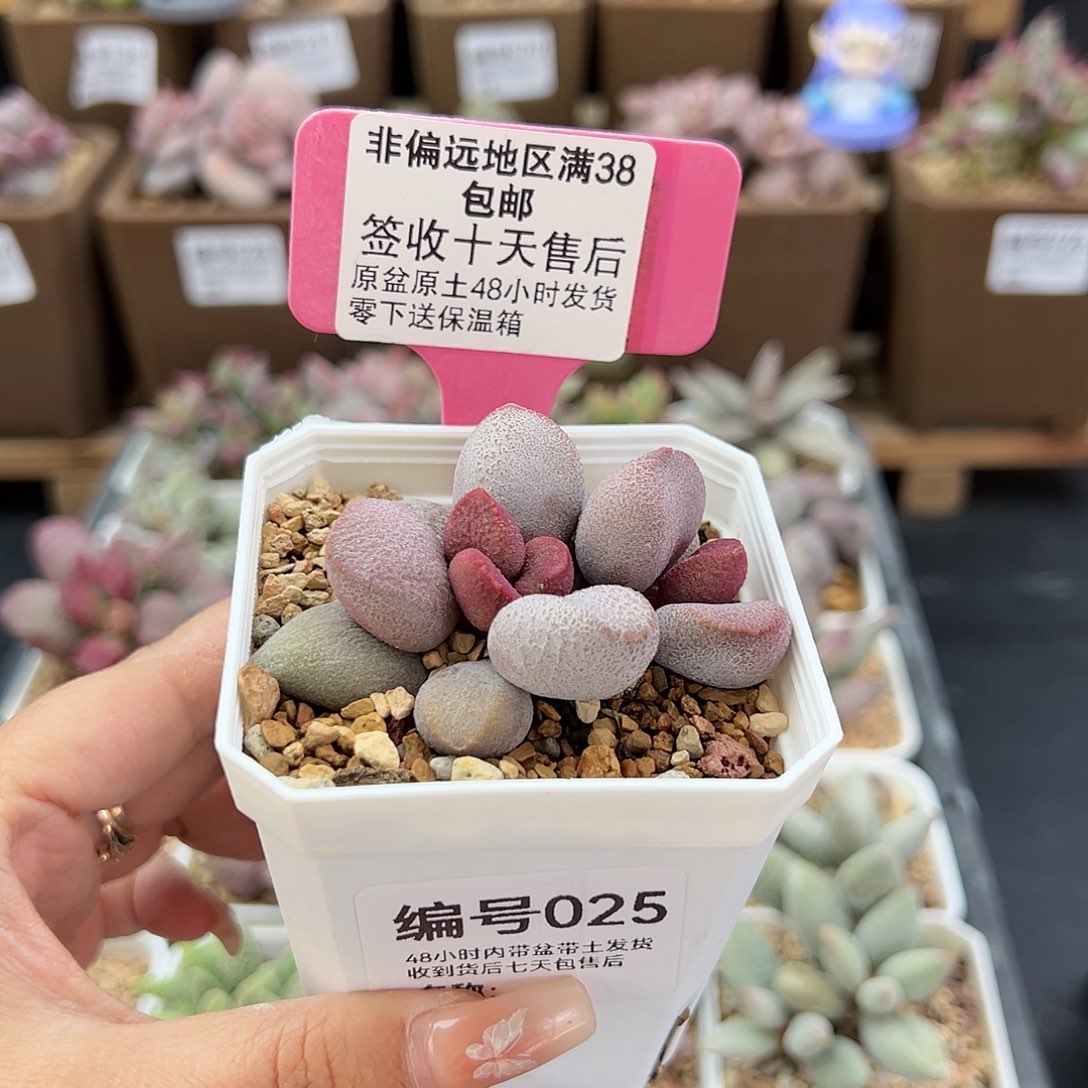 025甜心多肉植物