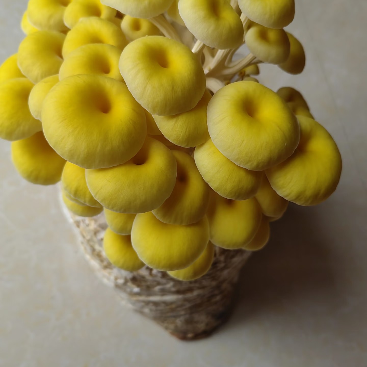 新鲜黄丝菌：300克黄丝菌